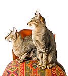 Oriental kittens for sale 
