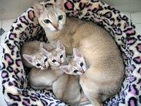 Singapura kittens for sale 