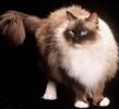 Ragdoll kittens for sale