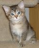 Burmilla kittens for sale