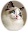 Ragdoll kittens for sale