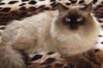 Siberian kittens for sale