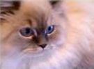 Persian kittens for sale 