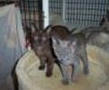 Burmese kittens for sale