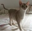 Abbyssinian kittens for sale