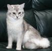 Somali kittens for sale