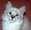 Siberian kittens for sale 