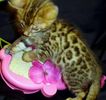 Bengal kittens for sale 