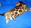 Bengal kittens for sale 