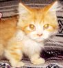 Napoleon kittens for sale