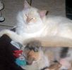 Ragdoll kittens for sale