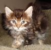 Maine Coon kittens for sale 