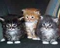 Siberian kittens for sale 