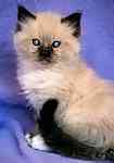 Ragdoll kittens for sale