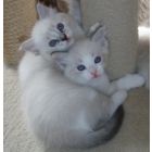 Ragdolls kittens