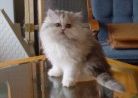 Persian kittens