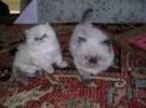 Himalayan kittens