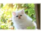 Himalayan kittens