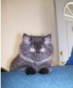 Persian kittens