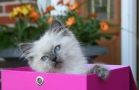 Ragdolls kittens