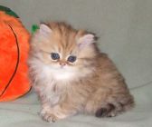 Persian kittens