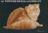 Persian kittens