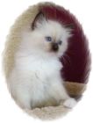 Ragdolls kittens