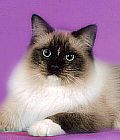 Ragdoll cats