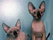 Sphynx kittens for sale