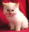 Himalayan kittens