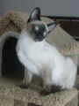 Siamese kittens