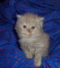 Persian kittens