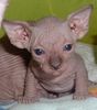 Sphynx kittens for sale