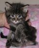 Maine Coon kittens