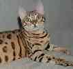 Bengal kittens for sale