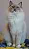 Ragdoll kittens for sale