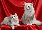 Siberian kittens for sale