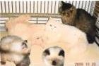 Persian kittens