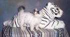 Munckin kittens