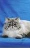 Himalayan kittens