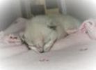 Ragdolls kittens