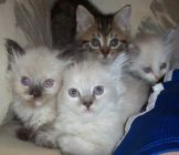 Ragamuffin kittens for sale 