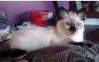Ragdolls kittens