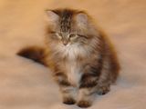 Siberian kittens