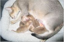 Siamese kittens