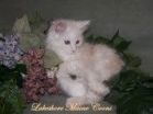 Maine Coon kittens