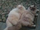 Ragdolls kittens