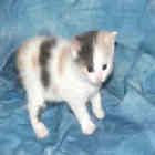 Manx kittens