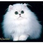 Persian kittens