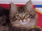 Siberian kittens